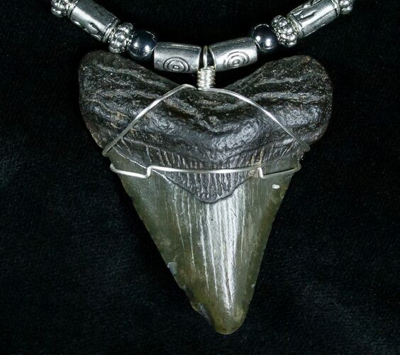 Megalodon Tooth Necklace #5093